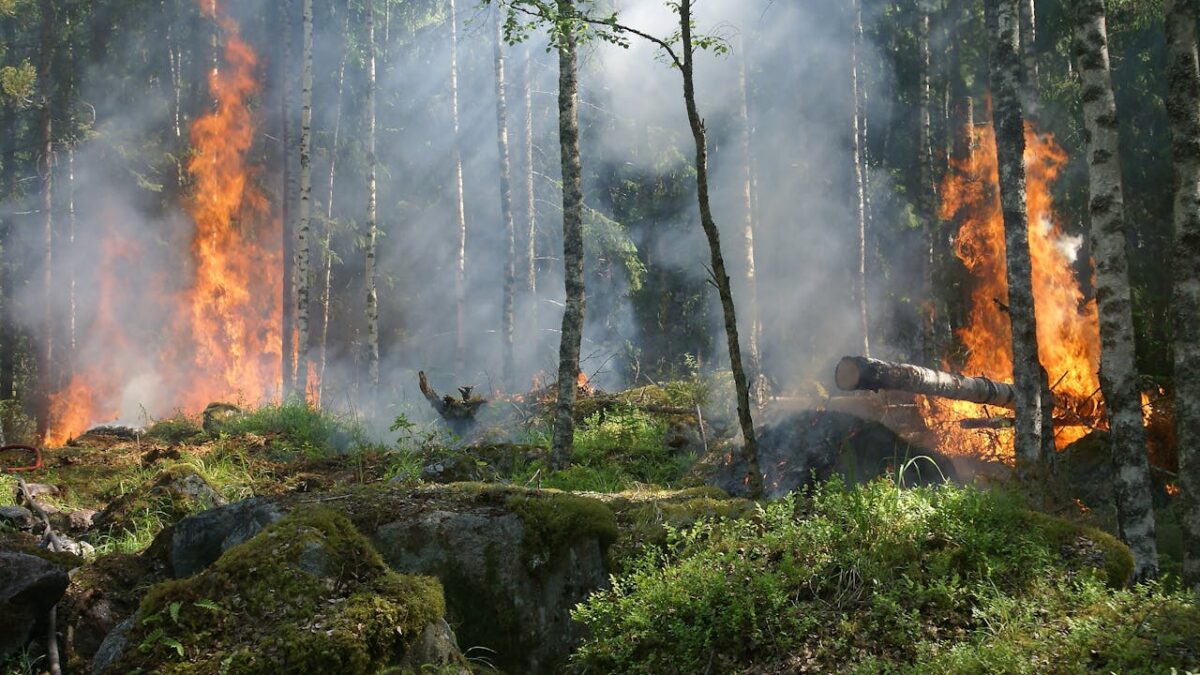 photo incendies fire pompier forêt brule