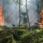 photo incendies fire pompier forêt brule